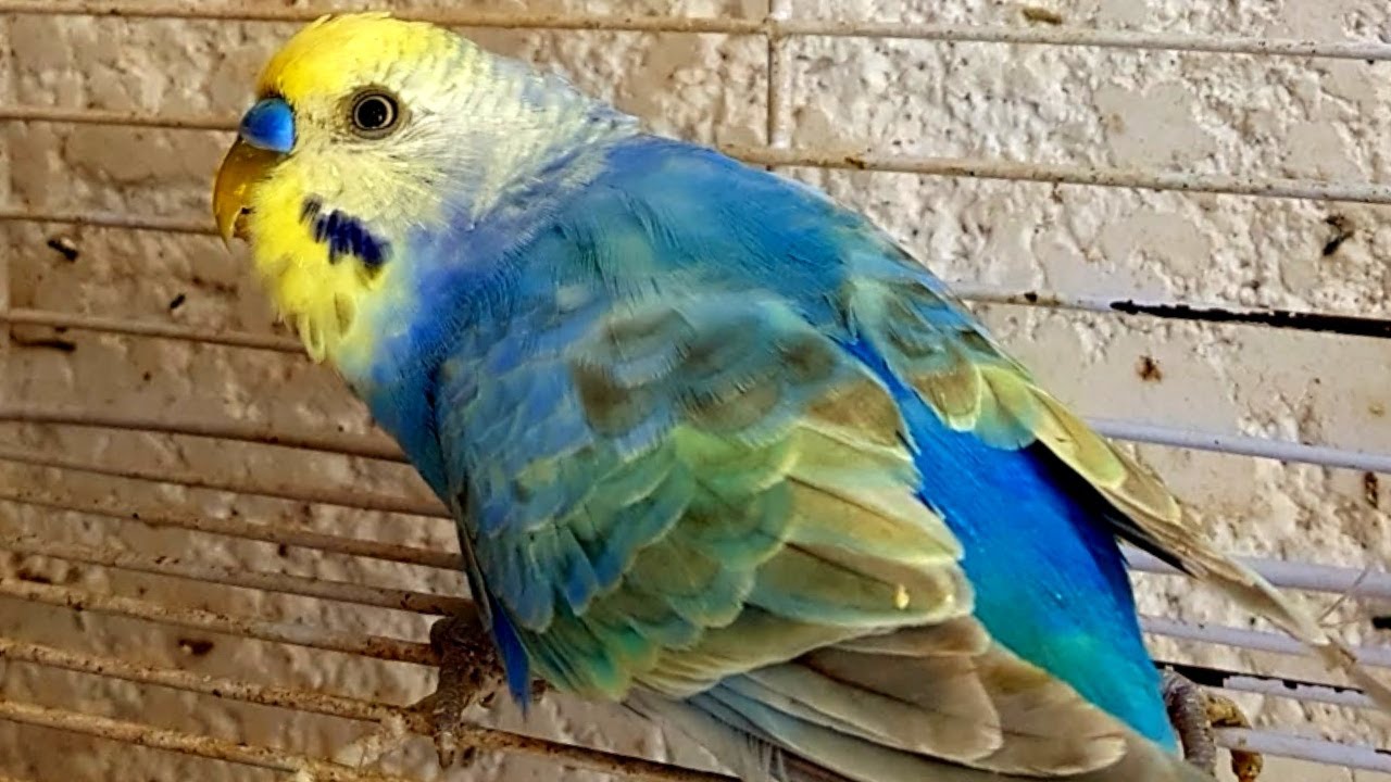 الفايلوت العامل المظلم.