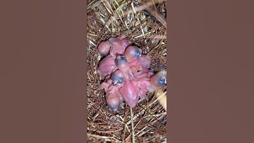 Java Sparrow Chicks | Java Finch #birds #bird Padda Bird