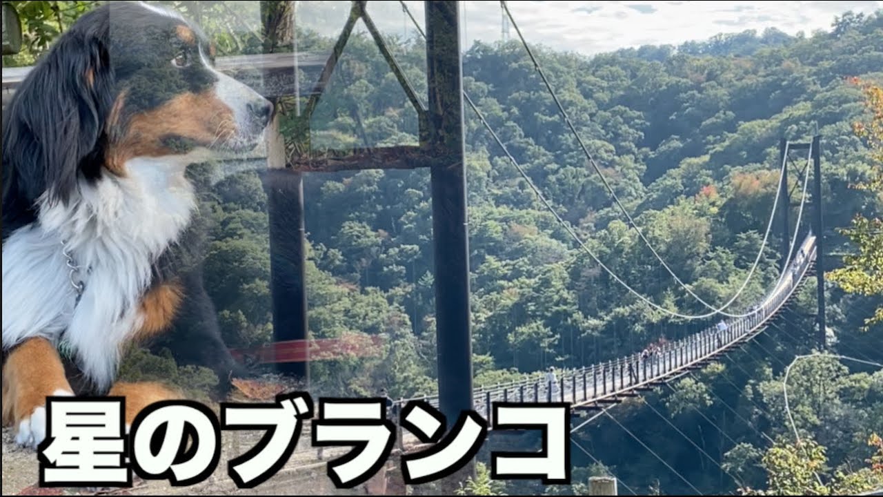 犬連れ秋の行楽はここはどう？【ほしだ園地】