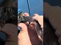 2012 Nissan Leaf Emergency Key Missing