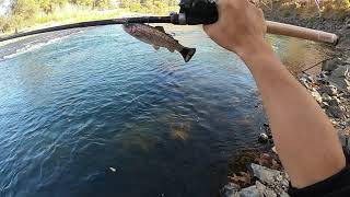 What's Eating The Trouts At Kings River? | New Species Caught for the channel!