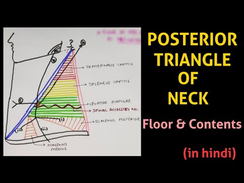 Posterior Triangle of