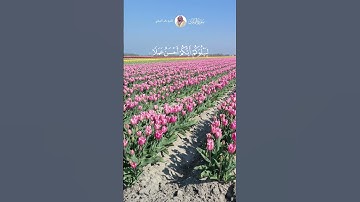 الشيخ ماهر المعيقلي #سورة_الملك #قران_راحة_نفسية #قرآن #explore #لايك  #اكسبلور