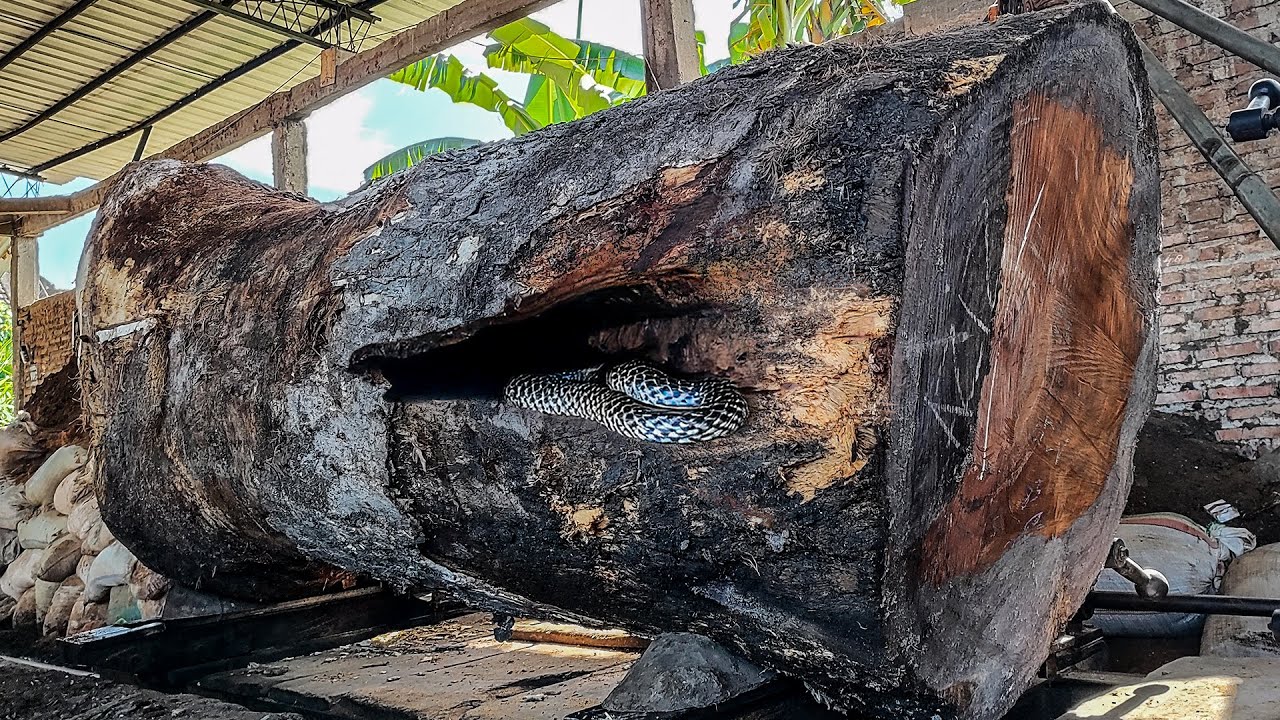 The Most Difficult Trembesi Wood Log We’ve Ever Milled - YouTube