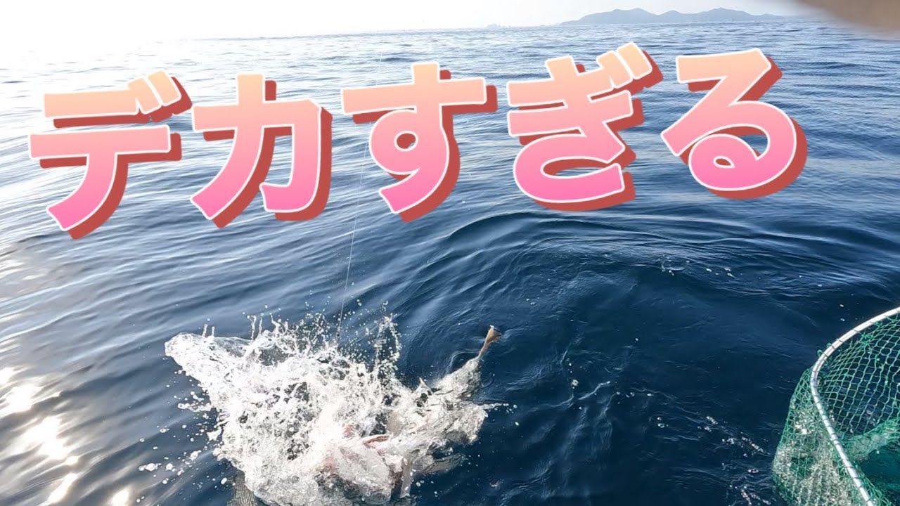 「泳がせ釣り」釣れたヒラメなどを市場に出しました！いくらになったのか〜♪