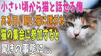 猫の不思議な話 Youtube
