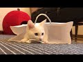 保護施設で「一緒に暮らそう」と必死に訴えてきたオッドアイの子猫をひきとりました part3