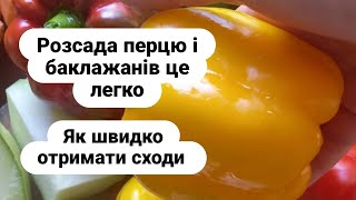 Посів перцю і баклажанів