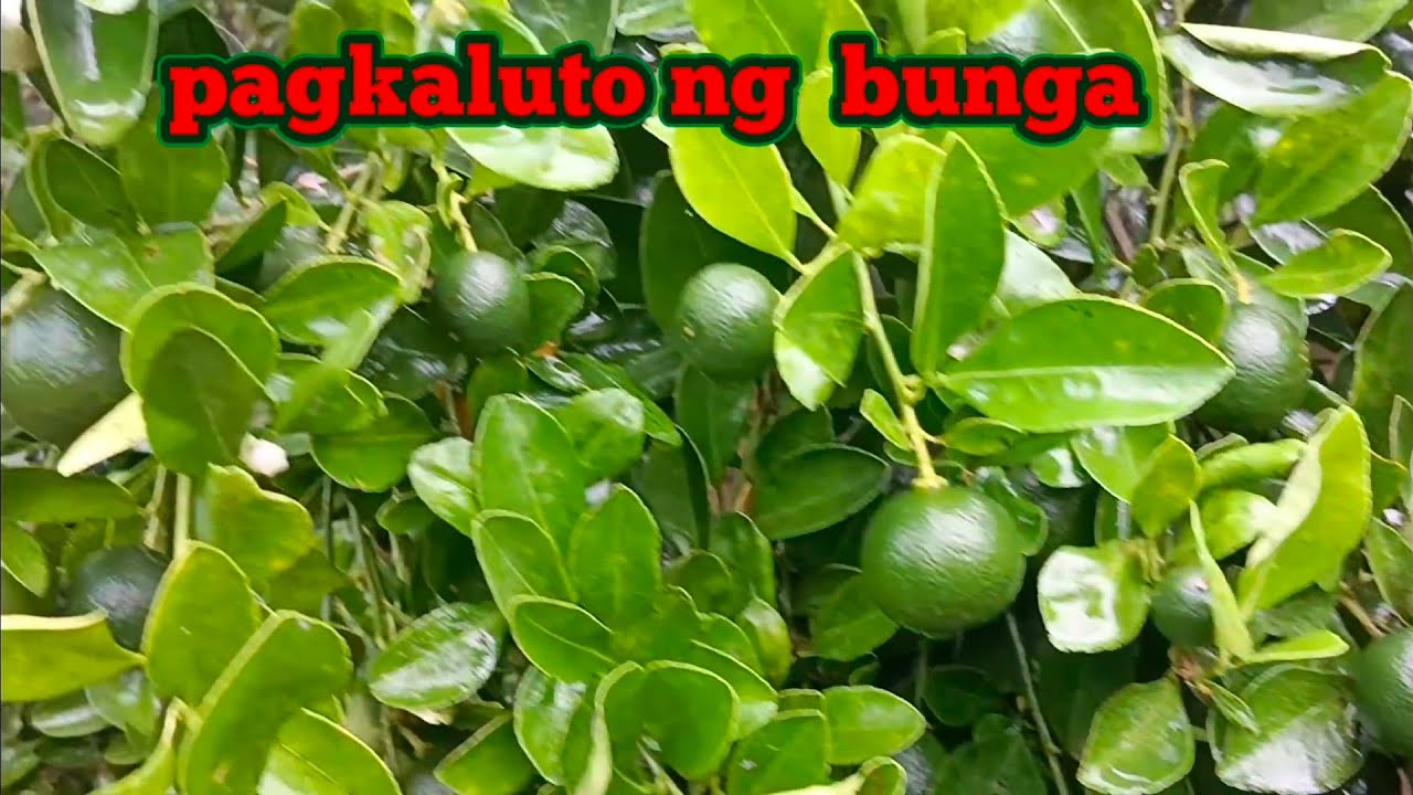 ABONO MAGPAPAHAMAK SA BUNGA AT DAHON NG CALAMANSI
