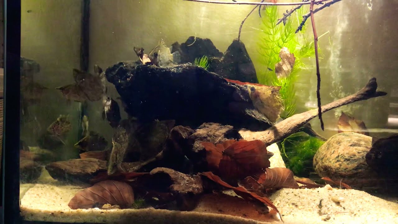 Polycentropsis abbreviata wild feeding