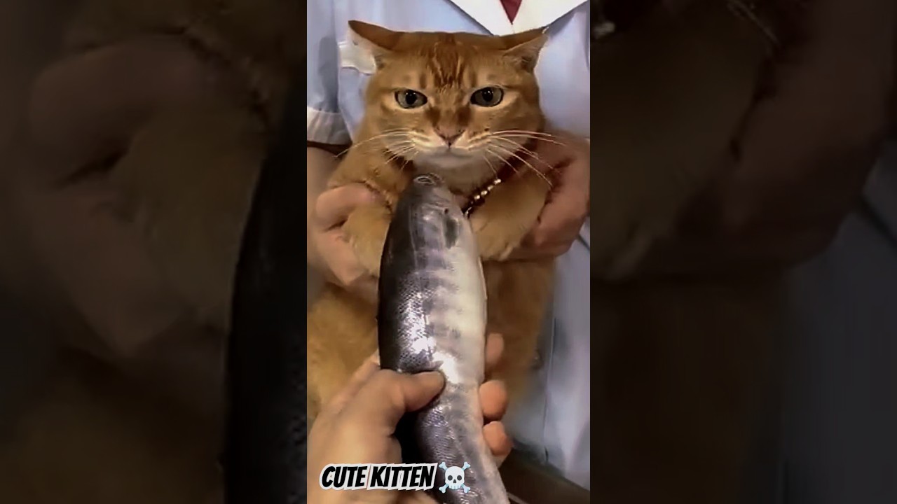 The Best Cat Memes of 2025