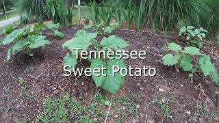 Tennessee Sweet Potato Pumpkin