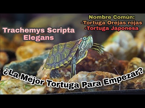 Video: Deslizador De Orejas Rojas - Trachemys Scripta Elegans Raza Hipoalergénica, Salud Y Vida útil