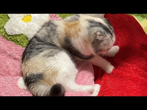 猫のお昼寝を見守りながら雑談