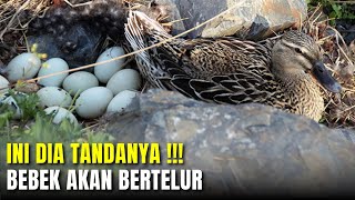 Tanda   Tanda Bebek akan Bertelur | Ciri - Ciri Bebek Mau Bertelur