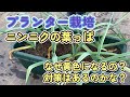 ニンニク栽培(プランター)葉っぱが黄色になる原因と対策