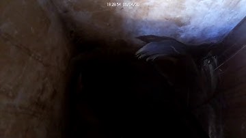 Tree Swallow Nest - Inside