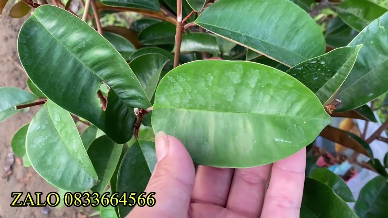 🛑PHÂN BIỆT VÚ SỮA MICA VỚI VÚ SỮA BƠ HỒNG ✅QUA LÁ CÓ CÒN HIỆU QUẢ HAY KHÔNG ĐỘ CHÍNH XÁC RA SAO👍