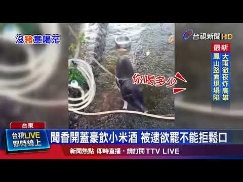 聞香開蓋豪飲小米酒 被逮欲罷不能拒鬆口