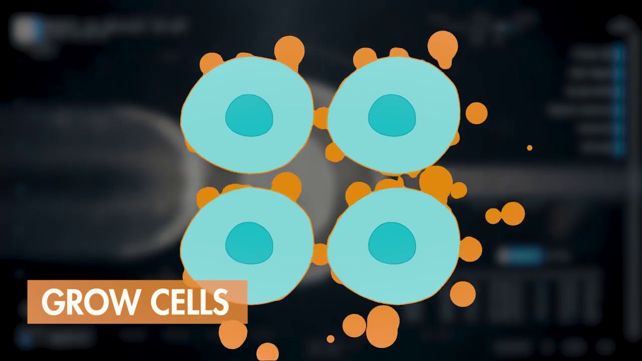 Modern Meadow Bringing Biology To Your Wardrobe