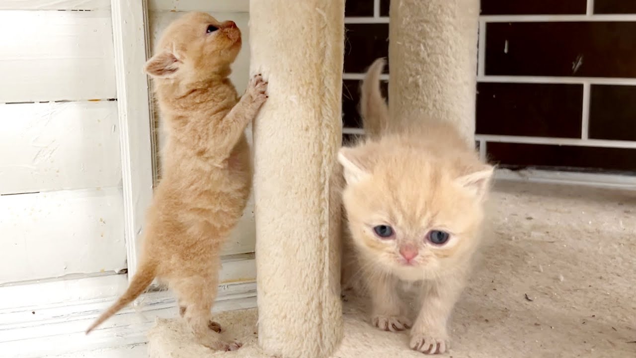 Adopted kittens both meow and want to learn how to climb, but keep