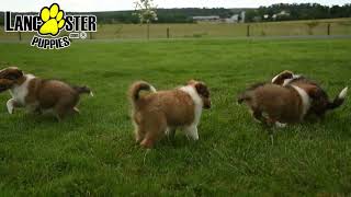 Outgoing Shetland Sheepdog Puppies