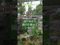 【東山動植物園公式】雨の動物園～スマトラトラのアロナ～《 スマトラトラ　トラ 》#shorts