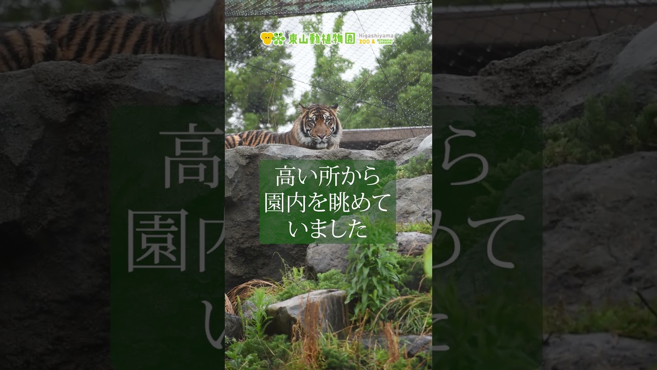 【東山動植物園公式】雨の動物園～スマトラトラのアロナ～《 スマトラトラ　トラ 》#shorts