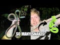 Snakes EVERYWHERE in the Bornean Jungle!