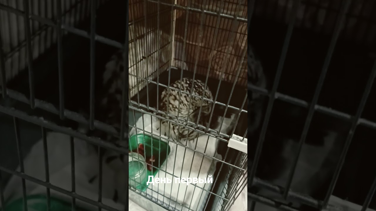 Спасение совы длиннохвостой неясыти