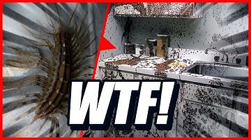 10 Worst Bug Infested Houses!