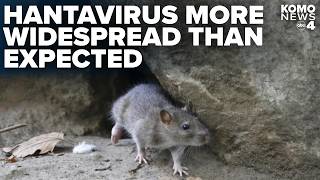 Study finds deadly hantavirus more widespread in Pacific Northwest rodents than expected
