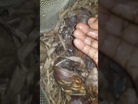 Saving your snails from AESTIVATION or HIBERNATION -------+2348027247470