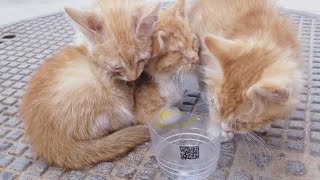 Treating Kittens from Deadly Coryza Disease -Agadir City Morocco علاج قطط من مرض كوريزا