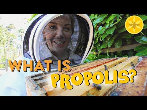 Video: Hvordan Gi Propolis Til Barn