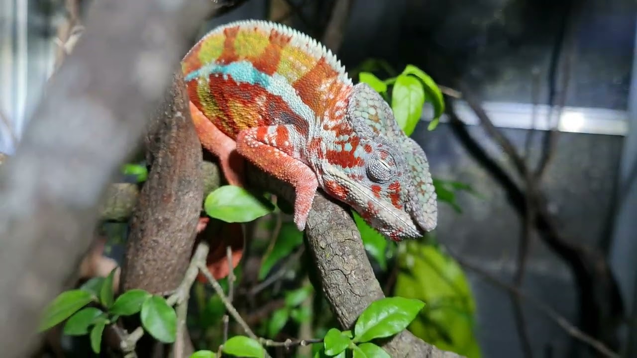 panther chameleon mix local: masoala+ambilobe