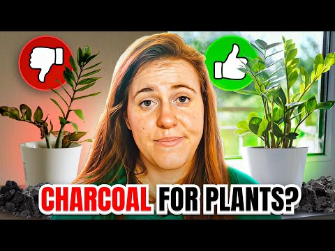 ვიდეო: როგორ იყენებთ გააქტიურებულ ნახშირს მცენარეებისთვის?
