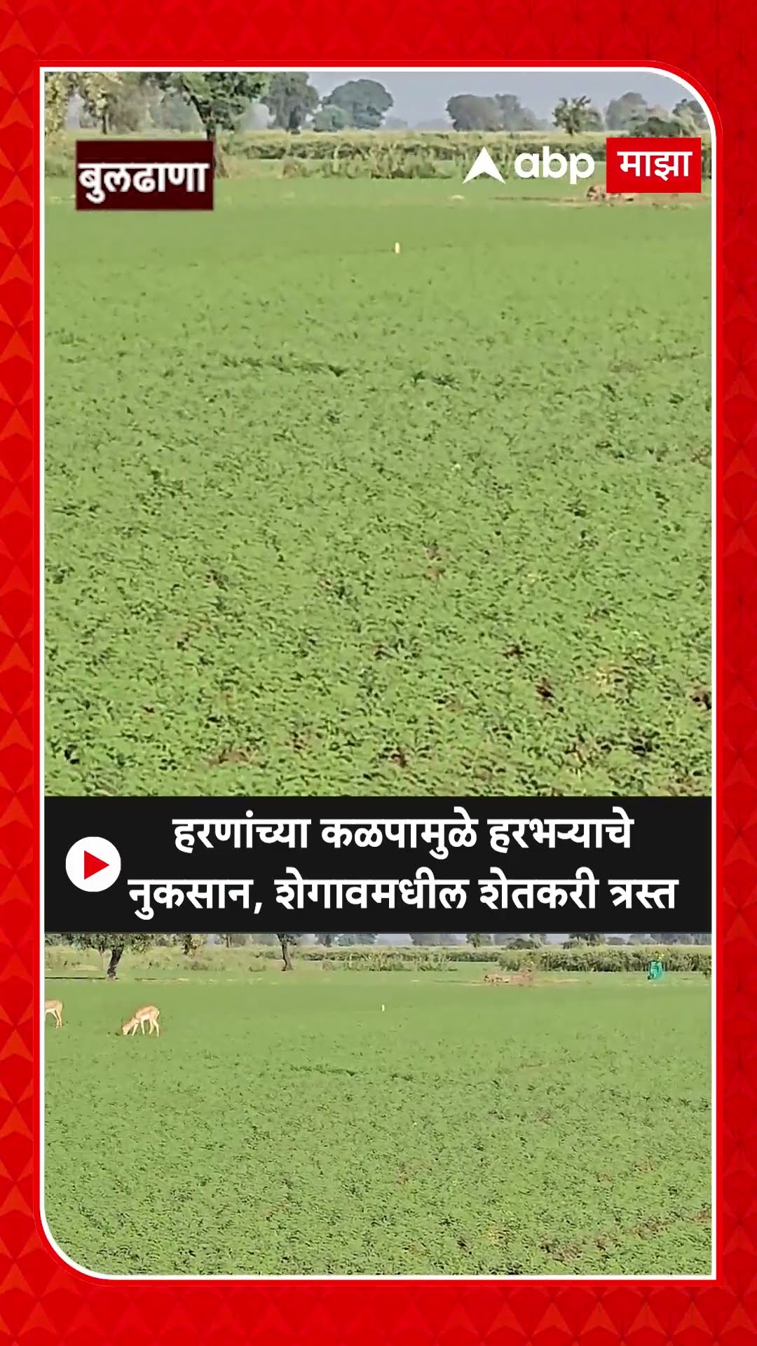 Buldhana Farmer Loss : हरणांच्या कळपामुळे हरभऱ्याचे नुकसान, शेगावमधील शेतकरी त्रस्त