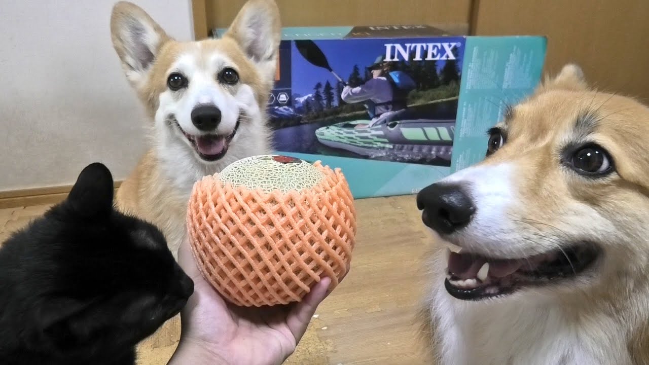 Roku Angela Eat Melon メロンを食べるロクさんとアンジェラさん 0523 Kuro クロさん Corgi Dog Cat Youtube