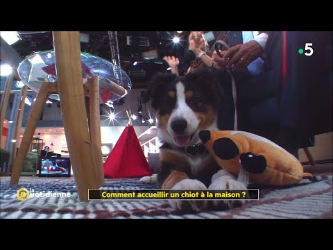 choisir un chien
