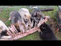 German Shepherd Mix Puppies vs. Venison Carcass pt. 2