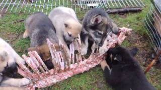 German Shepherd Mix Puppies vs. Venison Carcass pt. 2