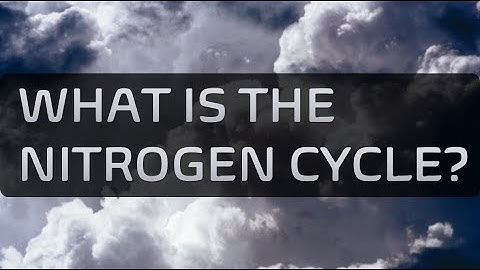 What is the Nitrogen Cycle?