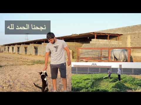 فيديو: هل سيؤسس البرسيم حصان؟