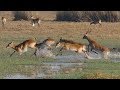 "Land of Leaping Lechwes" - Fantastic Wildlife Safari in Busanga Plains and Kafue, Zambia 2018 (4K)