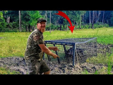 Largest WILD PIG Catch in a HOMEMADE Trap So Far!! Hoping This Wouldn't Happen!!