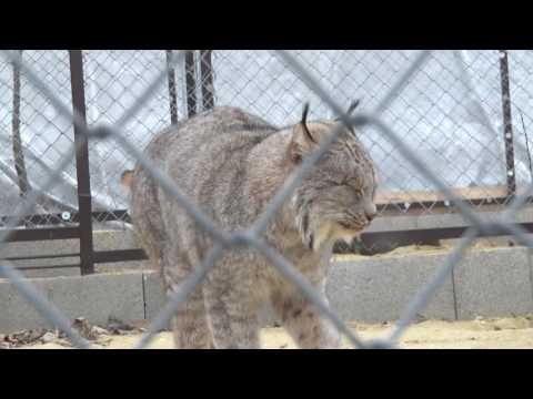 Videó: Kanadai hiúz – megszelídíthető macska