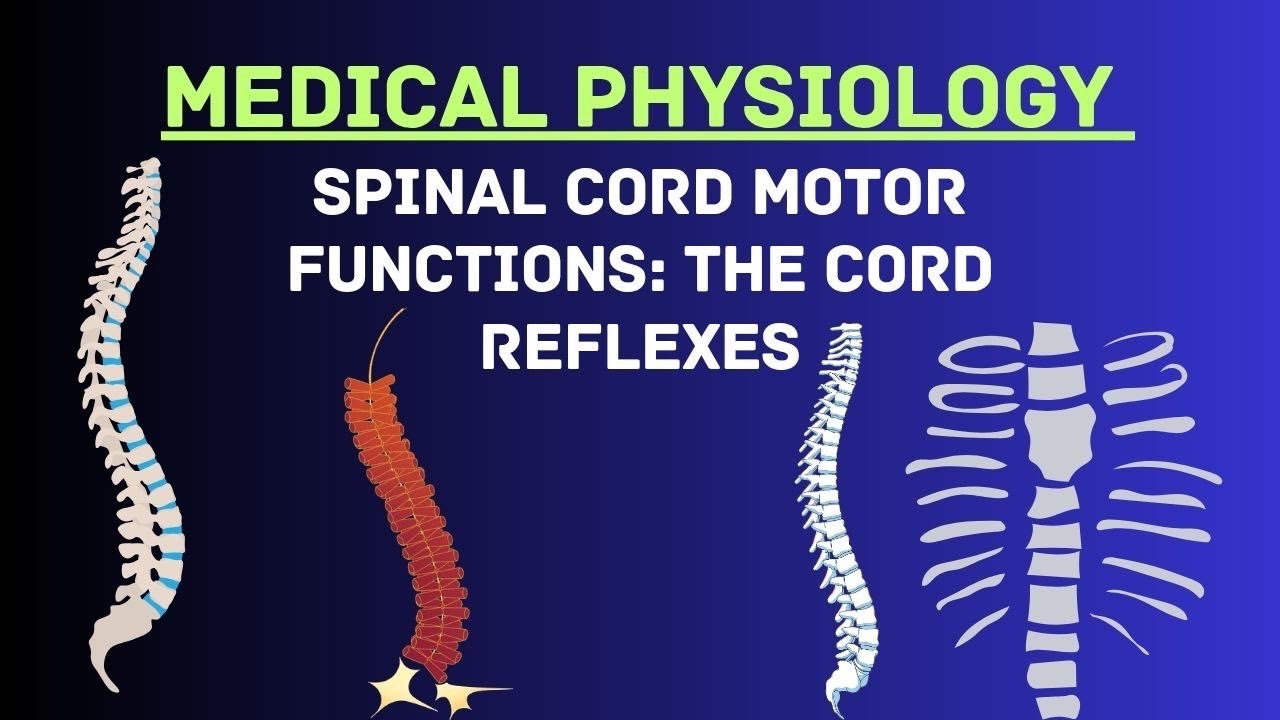 Spinal Cord Motor Functions: The Cord Reflexes | Physiology Made Easy ...