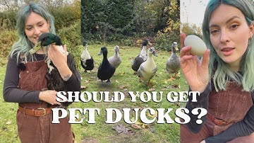 Keeping DUCKS in Your Garden - Everything You Need to Know