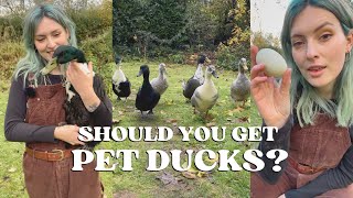 Keeping DUCKS in Your Garden  Everything You Need to Know